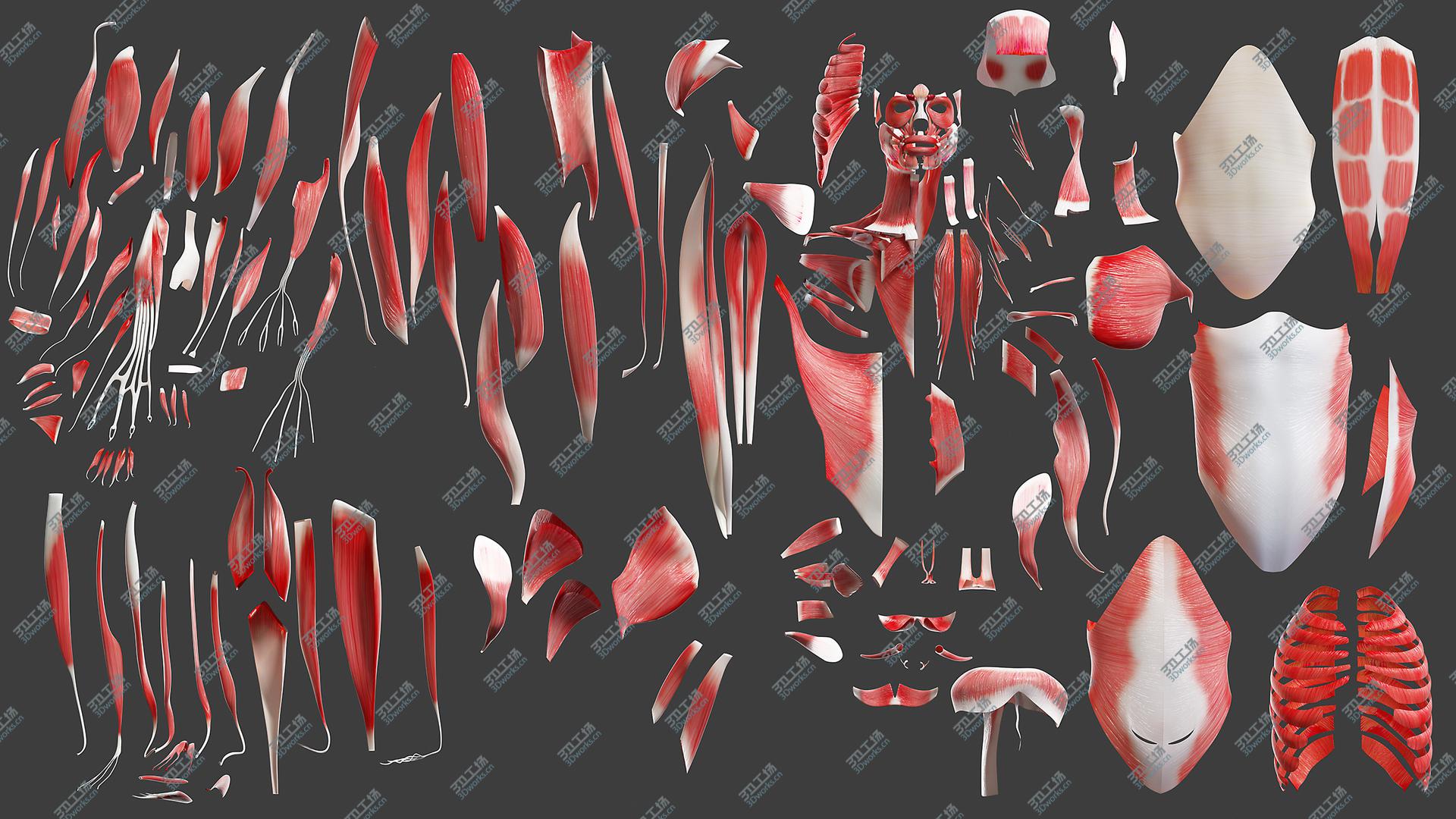 images/goods_img/20210113/3D model Full Male Anatomy (Maya Rigged)/2.jpg